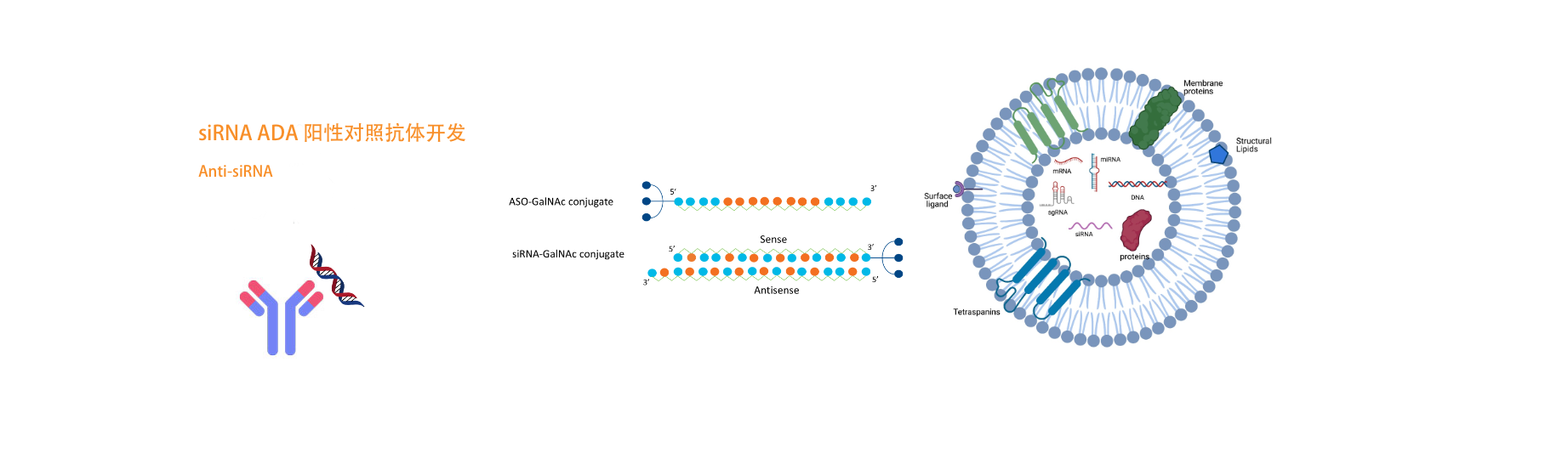 ��˵��ױ���