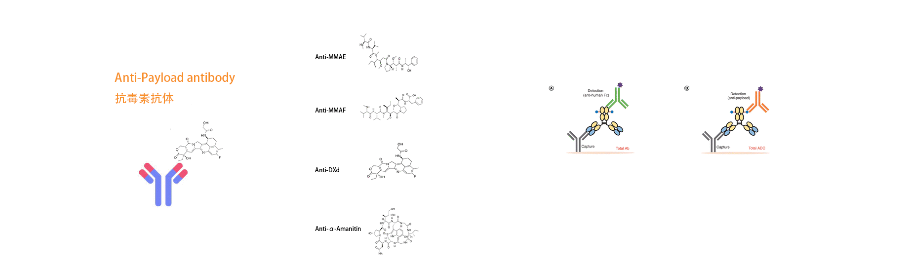 ���鵰�ױ���