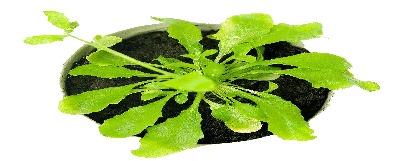 ֲ�￹�壨�ܱ���